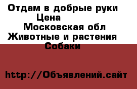 Отдам в добрые руки › Цена ­ 00-00 - Московская обл. Животные и растения » Собаки   
